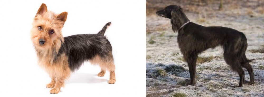Taigan vs Australian Terrier - Breed Comparison