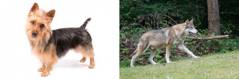 Tamaskan vs Australian Terrier - Breed Comparison