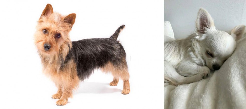 Tea Cup Chihuahua vs Australian Terrier - Breed Comparison