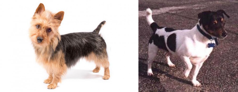 Teddy Roosevelt Terrier vs Australian Terrier - Breed Comparison