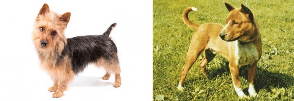 Telomian vs Australian Terrier - Breed Comparison