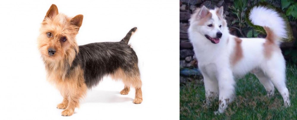 Thai Bangkaew vs Australian Terrier - Breed Comparison