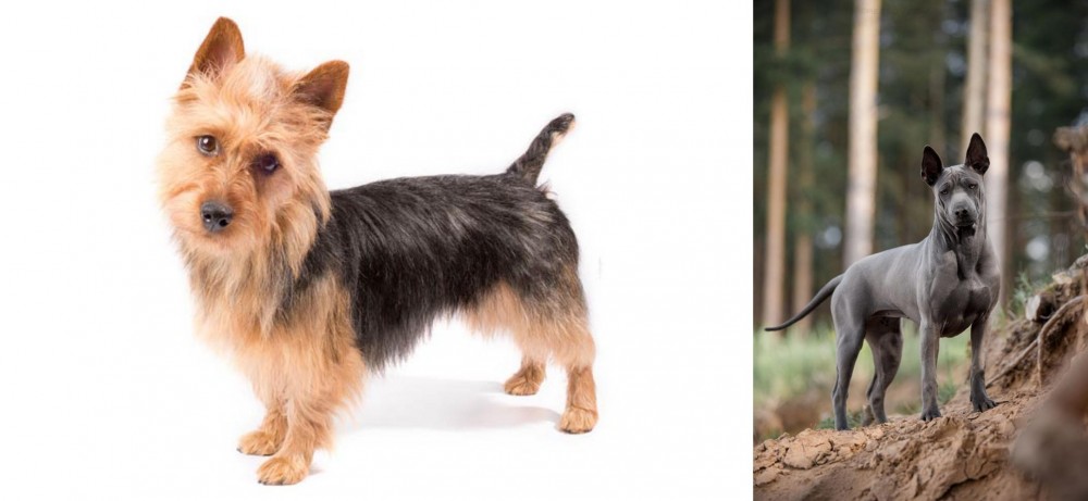 Thai Ridgeback vs Australian Terrier - Breed Comparison