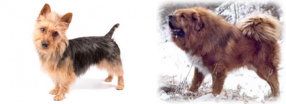 Tibetan Kyi Apso vs Australian Terrier - Breed Comparison