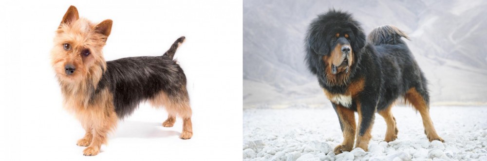 Tibetan Mastiff vs Australian Terrier - Breed Comparison