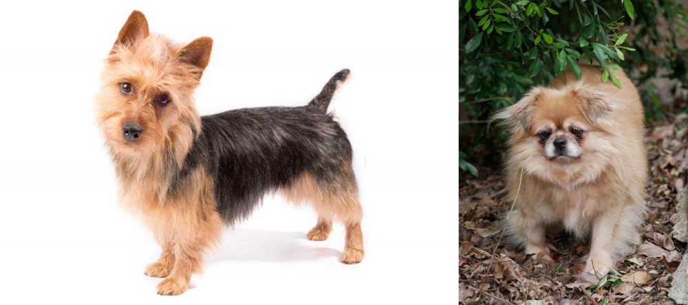 Tibetan Spaniel vs Australian Terrier - Breed Comparison