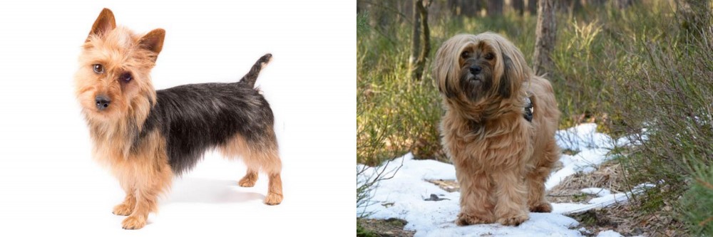 Tibetan Terrier vs Australian Terrier - Breed Comparison