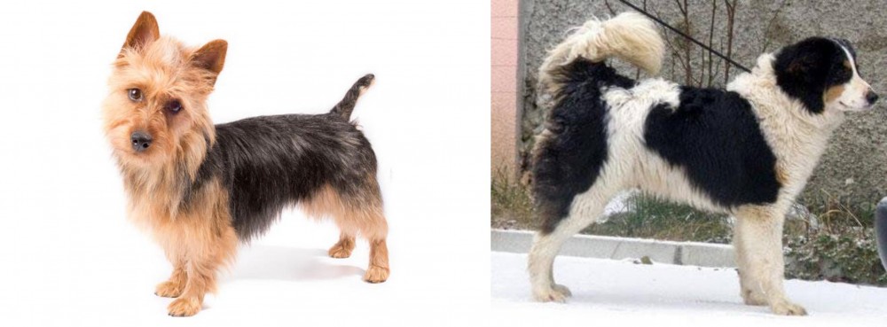 Tornjak vs Australian Terrier - Breed Comparison