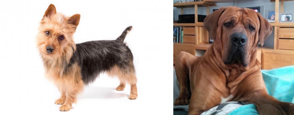 Tosa vs Australian Terrier - Breed Comparison