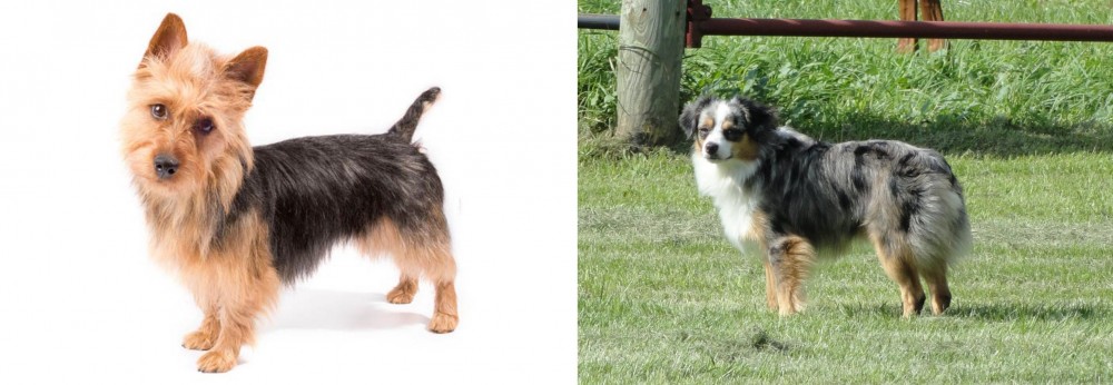 Toy Australian Shepherd vs Australian Terrier - Breed Comparison