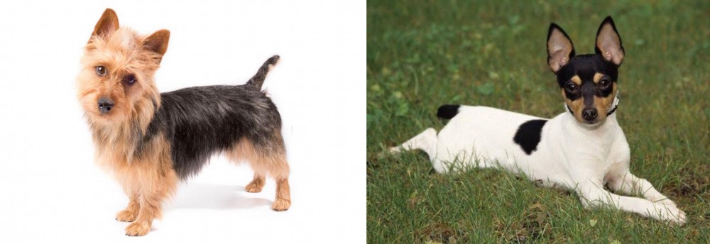 Toy Fox Terrier vs Australian Terrier - Breed Comparison