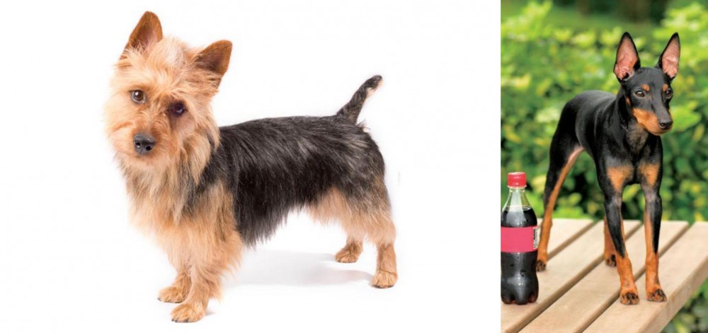 Toy Manchester Terrier vs Australian Terrier - Breed Comparison