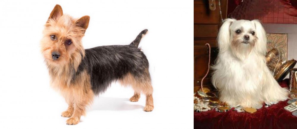Toy Mi-Ki vs Australian Terrier - Breed Comparison