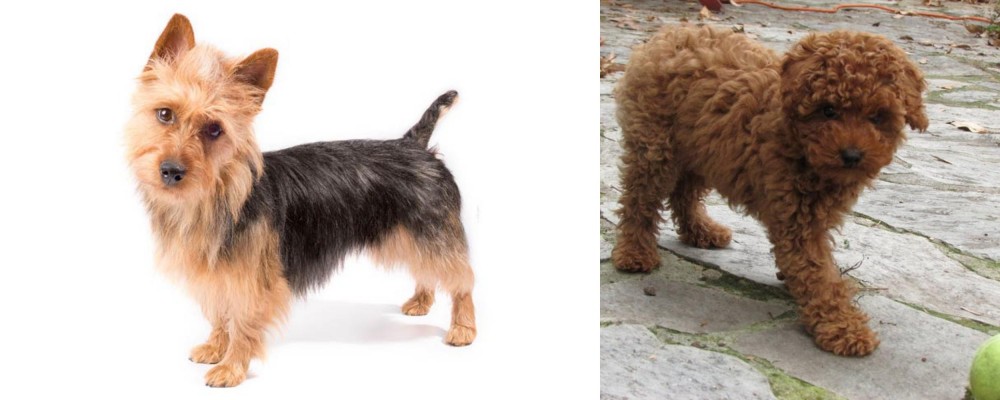 Toy Poodle vs Australian Terrier - Breed Comparison