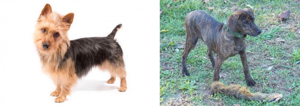 Treeing Cur vs Australian Terrier - Breed Comparison
