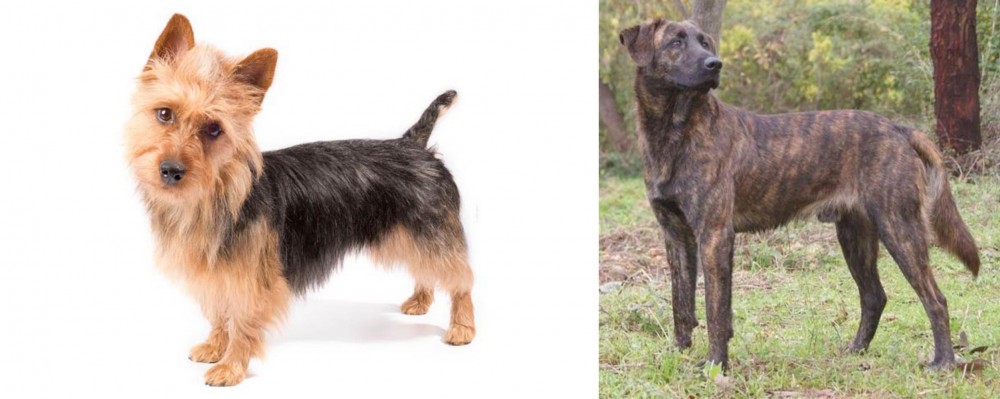 Treeing Tennessee Brindle vs Australian Terrier - Breed Comparison