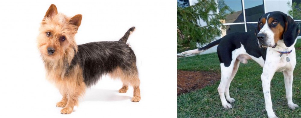 Treeing Walker Coonhound vs Australian Terrier - Breed Comparison
