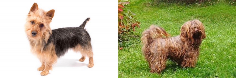 Tsvetnaya Bolonka vs Australian Terrier - Breed Comparison