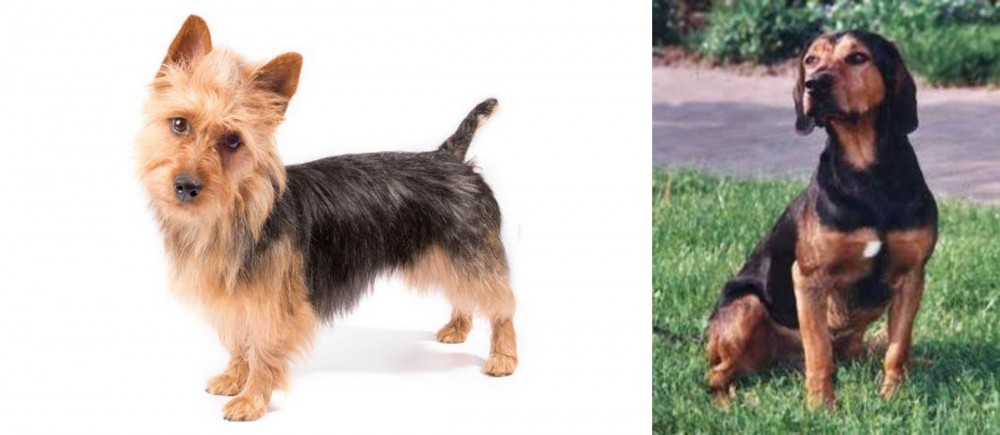 Tyrolean Hound vs Australian Terrier - Breed Comparison