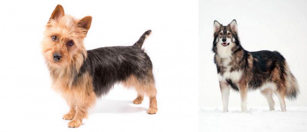 Utonagan vs Australian Terrier - Breed Comparison