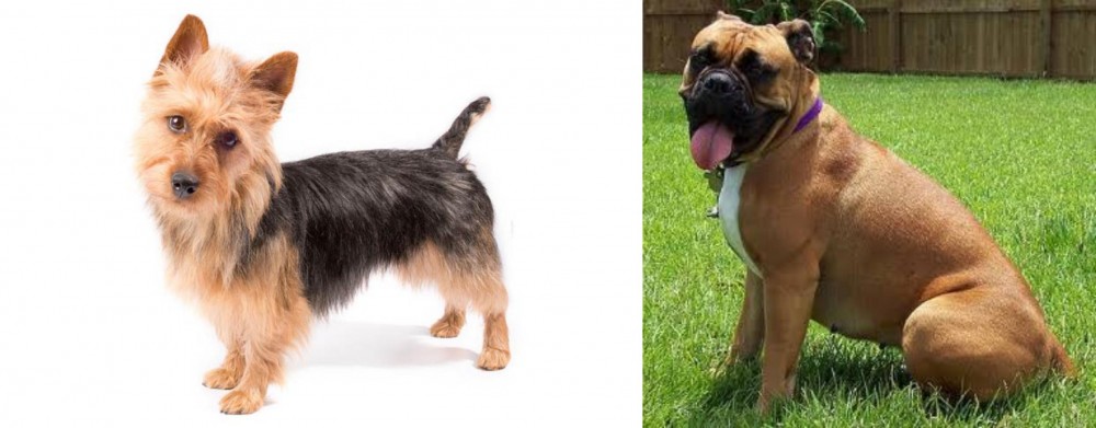 Valley Bulldog vs Australian Terrier - Breed Comparison
