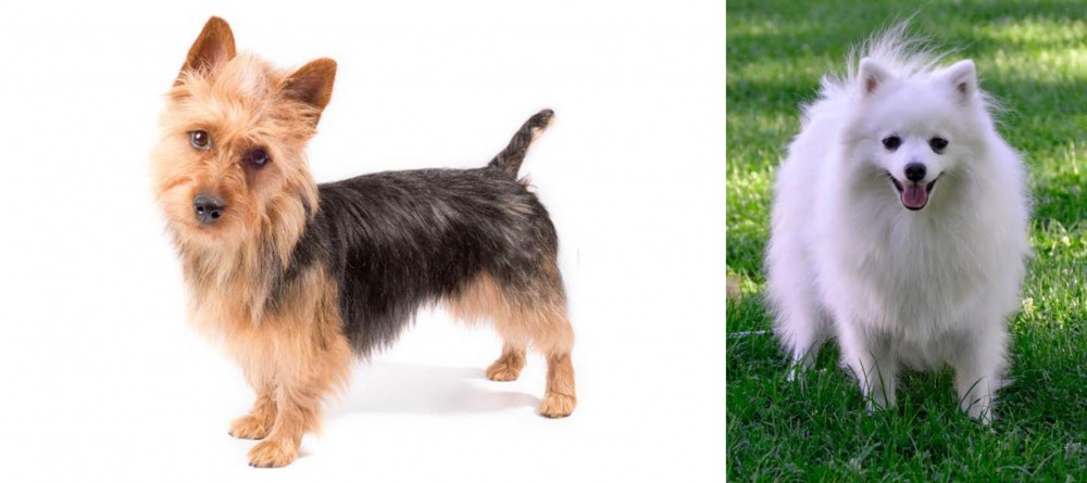 Volpino Italiano vs Australian Terrier - Breed Comparison
