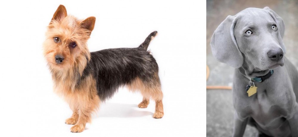 Weimaraner vs Australian Terrier - Breed Comparison