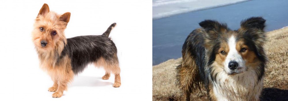 Welsh Sheepdog vs Australian Terrier - Breed Comparison
