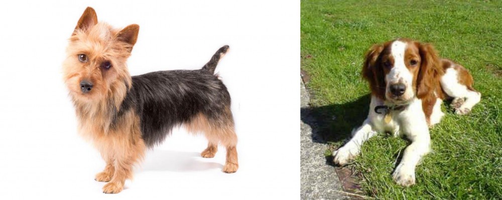 Welsh Springer Spaniel vs Australian Terrier - Breed Comparison