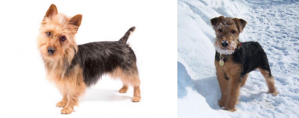 Welsh Terrier vs Australian Terrier - Breed Comparison