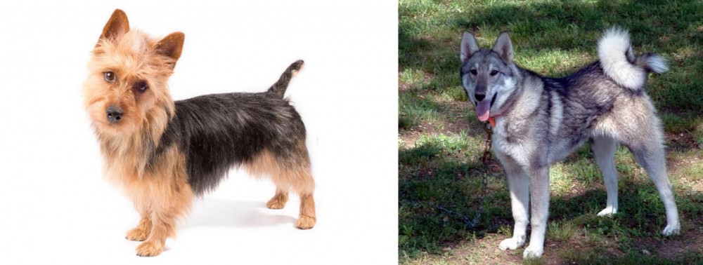 West Siberian Laika vs Australian Terrier - Breed Comparison