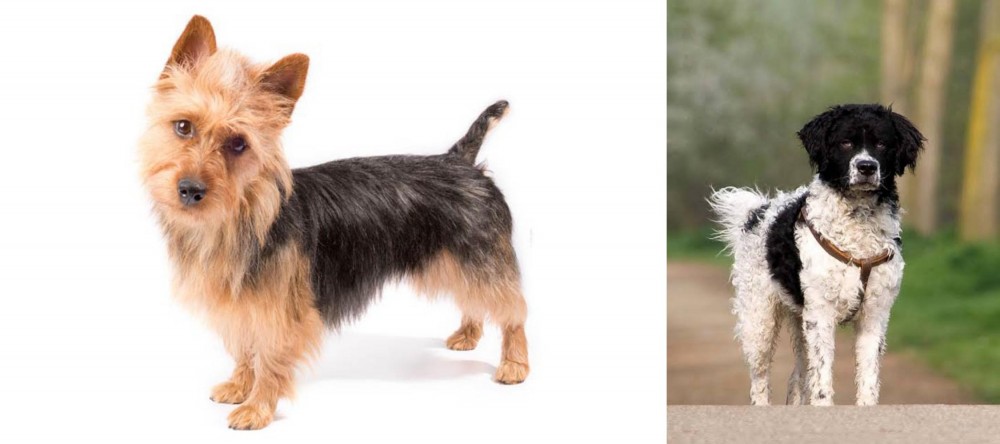 Wetterhoun vs Australian Terrier - Breed Comparison