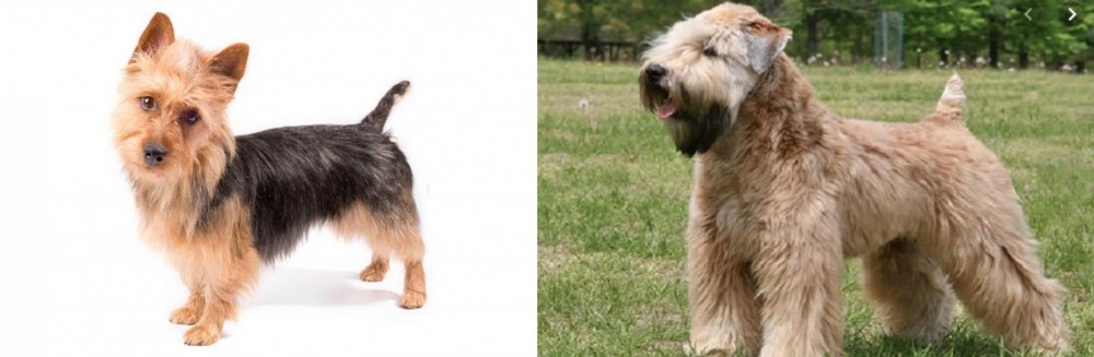 Wheaten Terrier vs Australian Terrier - Breed Comparison