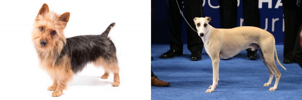 Whippet vs Australian Terrier - Breed Comparison