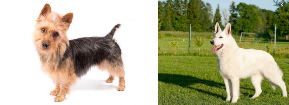 White Shepherd vs Australian Terrier - Breed Comparison