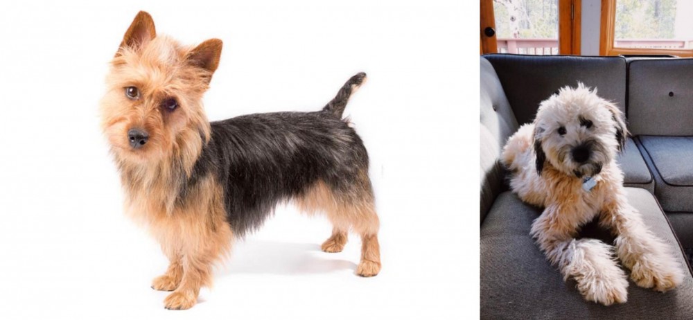 Whoodles vs Australian Terrier - Breed Comparison