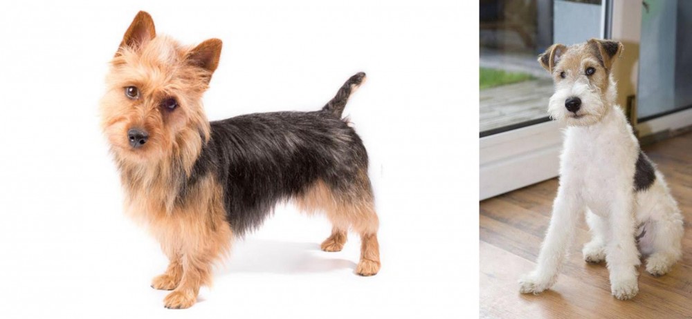 Wire Fox Terrier vs Australian Terrier - Breed Comparison