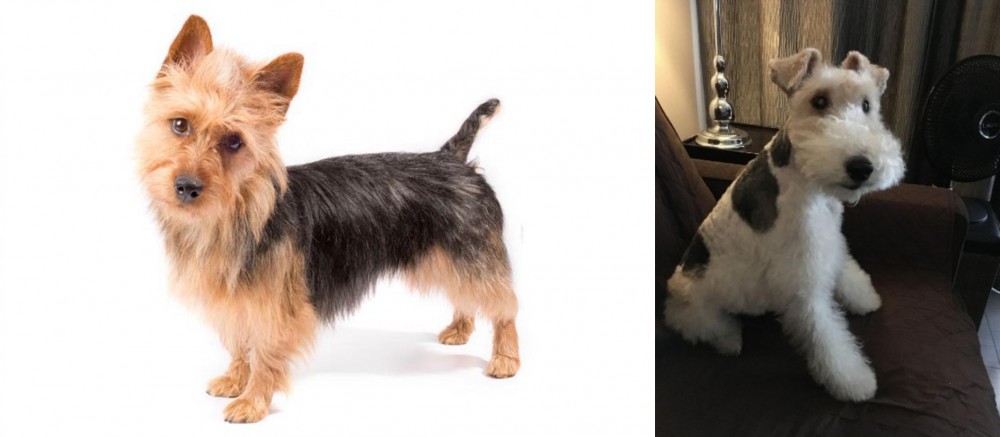 Wire Haired Fox Terrier vs Australian Terrier - Breed Comparison