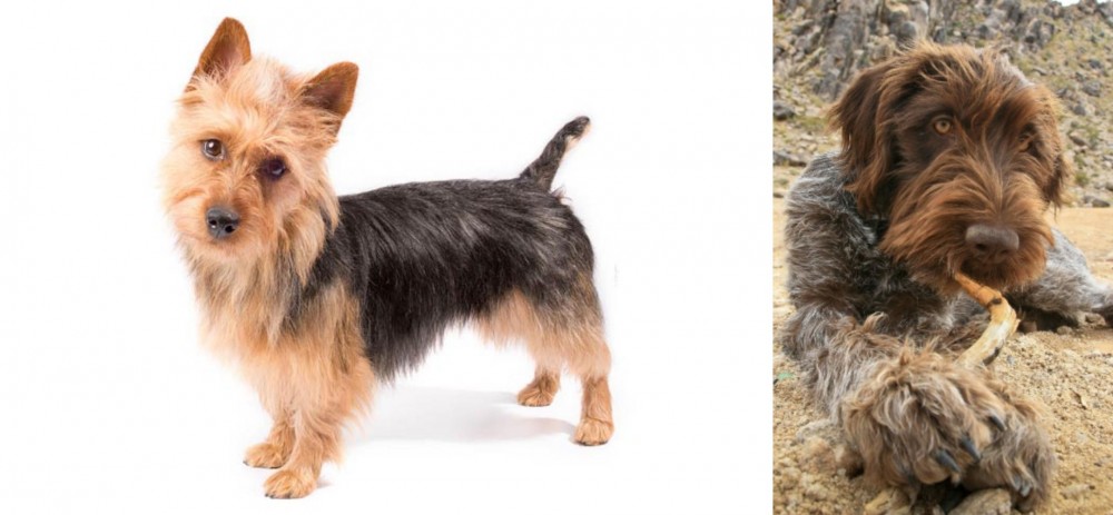 Wirehaired Pointing Griffon vs Australian Terrier - Breed Comparison