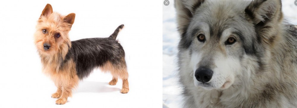 Wolfdog vs Australian Terrier - Breed Comparison