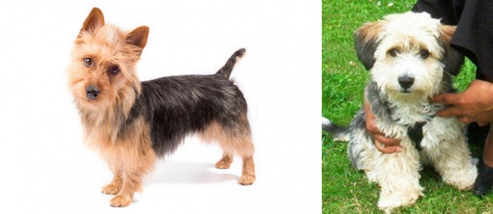 Yo-Chon vs Australian Terrier - Breed Comparison