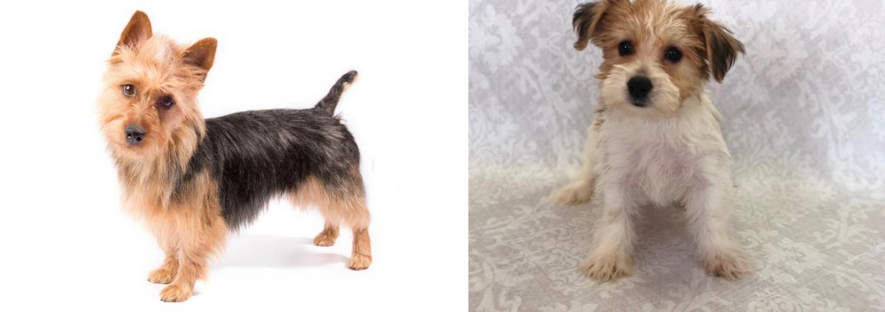 Yochon vs Australian Terrier - Breed Comparison