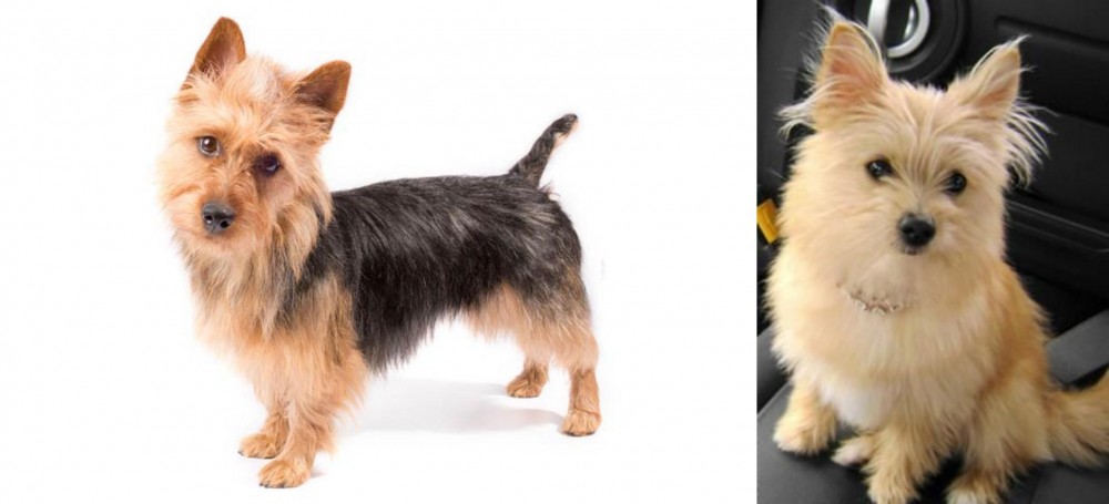 Yoranian vs Australian Terrier - Breed Comparison