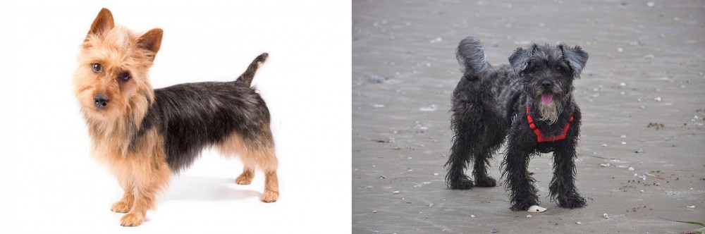 YorkiePoo vs Australian Terrier - Breed Comparison