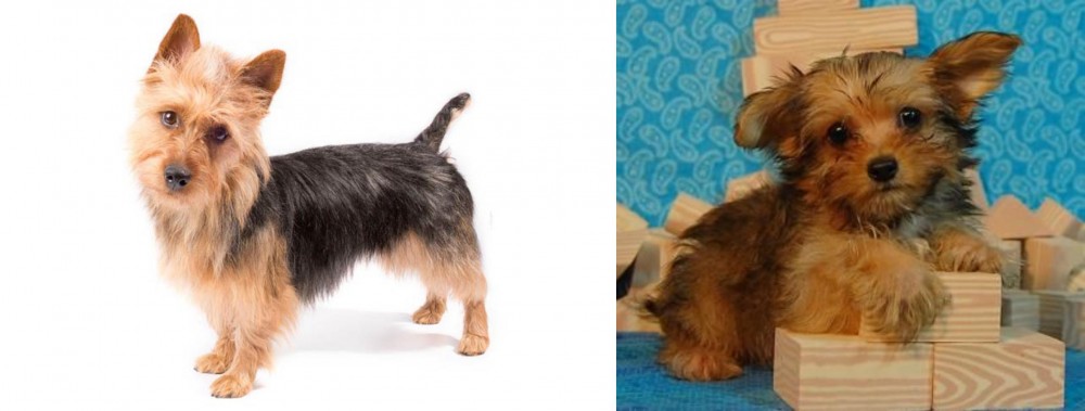 Yorkillon vs Australian Terrier - Breed Comparison