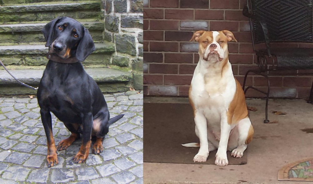 Alapaha Blue Blood Bulldog vs Austrian Black and Tan Hound - Breed Comparison