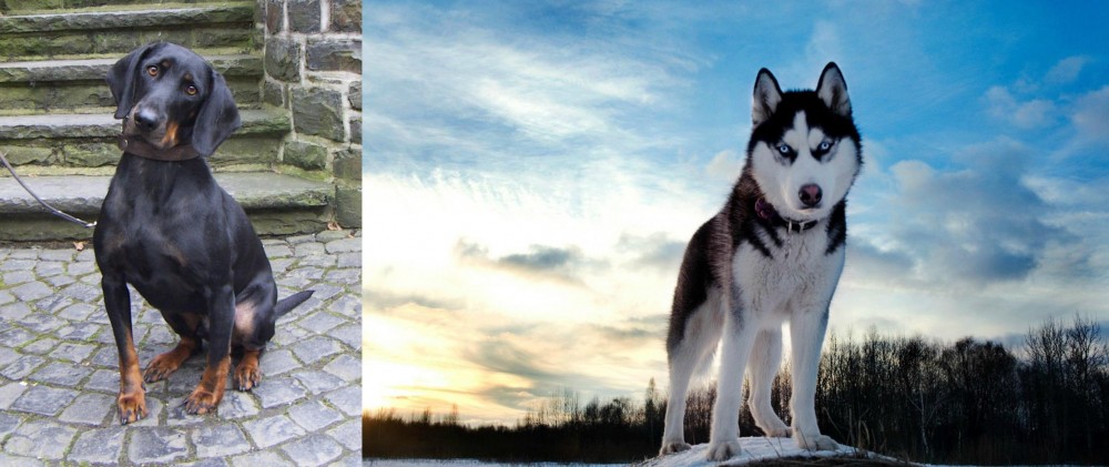 Alaskan Husky vs Austrian Black and Tan Hound - Breed Comparison