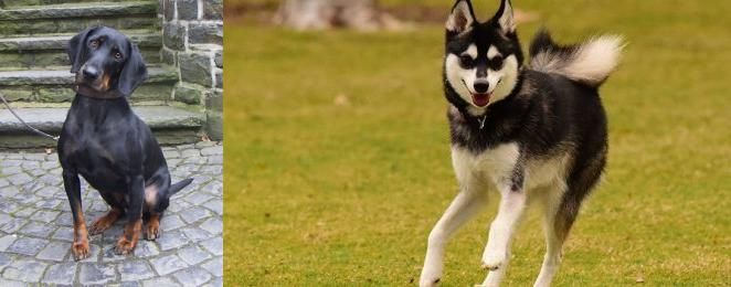 Alaskan Klee Kai vs Austrian Black and Tan Hound - Breed Comparison