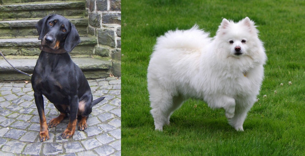 American Eskimo Dog vs Austrian Black and Tan Hound - Breed Comparison