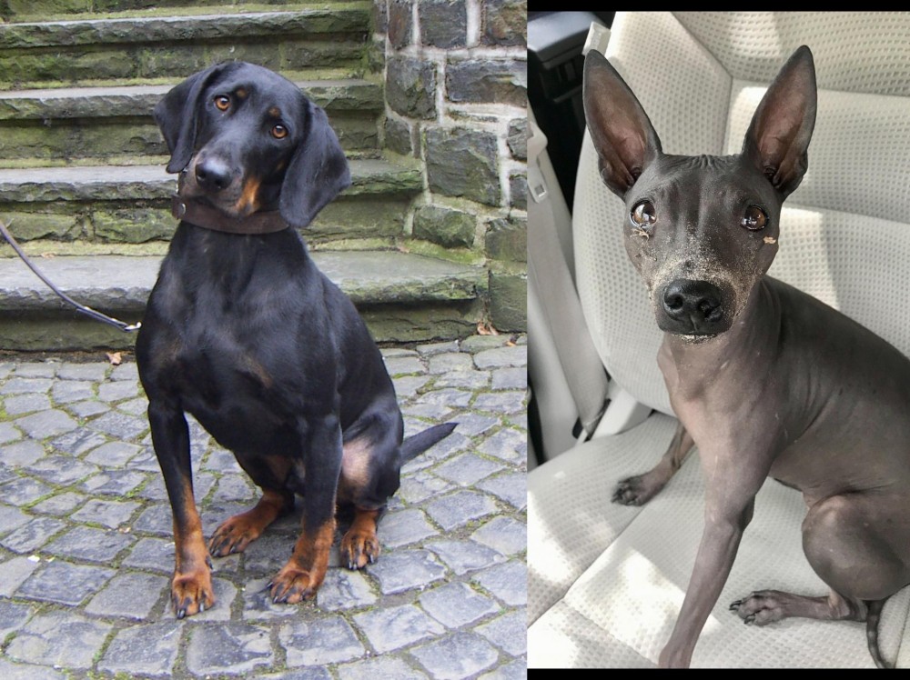 American Hairless Terrier vs Austrian Black and Tan Hound - Breed Comparison